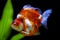 Tricolor ryukin goldfish