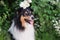 Tricolor sheltie dog outdoors in summer