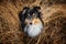 tricolor sheltie dog portrait in dry grass, top view