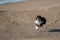 Tricolor Sheltie Running on the Beach.