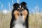 tricolor shetland sheepdog, sheltie portrait on the beach windy weather