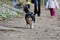 Tricolor shetland sheepdog walking on the road