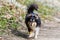 Tricolor shetland sheepdog walking on the road