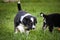 Tricolor teddybear of border collie