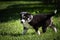 Tricolor teddybear of border collie