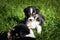 Tricolor teddybear border collie puppy