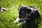 Tricolor teddybear puppy of border collie