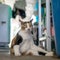 A tricolor Thai cat made a strange gesture, licking his body clean