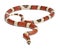 Tricolor vanishing Honduran milk snake