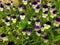 Tricolor violet flowers