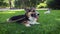 Tricolor Welsh Corgi dog lyes in bright green grass. small tired dog resting on the grass after walking with Jack