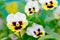 Tricolor white yellow violet pansy flowers
