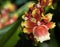 Tricolor Yellow, White and Red Orchid, Oncidium Sharry Baby Blooming in Selective Focus