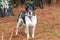 Tricolored Australian Cattle Dog Heeler mix outside on leash