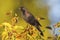 Tricolored Blackbird