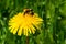 Tricolored Bumble Bee - Bombus ternarius