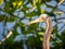 Tricolored egret in nature