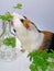 Tricolored guinea pig with  tasty fresh parsley leaves in the little glass bottle.