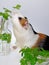 Tricolored guinea pig with  tasty fresh  parsley leaves in the little glass bottle.
