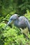 Tricolored heron