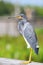 Tricolored Heron