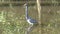 Tricolored heron