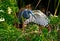 Tricolored Heron