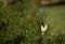 Tricolored Heron in breeding plumage