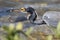 Tricolored Heron Catching a Fish