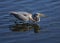 Tricolored heron catching a fish in Florida.