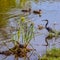 Tricolored Heron and Ducks in a Lagoon with the Turtle