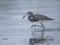 Tricolored Heron eating fish