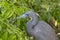 Tricolored Heron / Egret