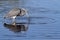 Tricolored Heron (Egretta tricolor)