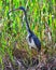 Tricolored Heron (Egretta tricolor) Bird