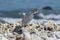 Tricolored Heron Egretta tricolor Resting on a Rocky Beach