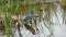 Tricolored Heron, Egretta tricolor, standing in a marsh and flying away.