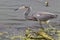 Tricolored heron (Egretta tricolor) walking in the lake
