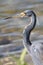 Tricolored Heron - Everglades N