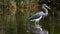 Tricolored Heron. Fishing . Scientific name: Egretta tricolor.