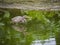 Tricolored heron fishing in water