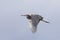 Tricolored Heron in flight - Merritt Island Wildlife Refuge, Flo