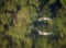 A tricolored heron flying across a green pond with reflection