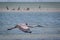 Tricolored Heron Flying Along the Texas Coast