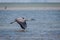 Tricolored Heron Flying Along the Texas Coast