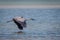 Tricolored Heron Flying Along the Texas Coast