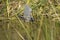 Tricolored heron flying in the weeds of a Florida swamp.