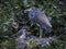 Tricolored Heron with her Babies in their Nest