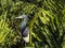 Tricolored Heron Hiding in the Aquatic Ferns