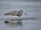 Tricolored Heron hunting fish